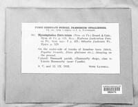 Mycoleptodon fimbriatum image